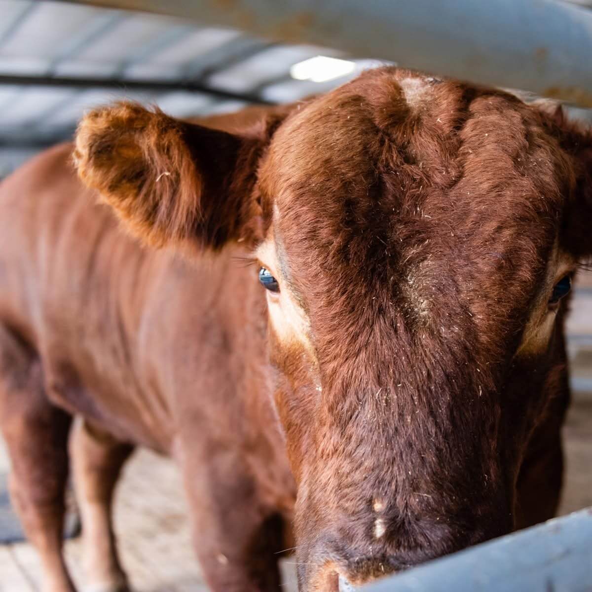 bovine hoof trimming