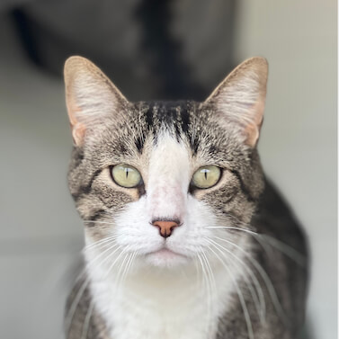 veterinarian in Abbeville LA