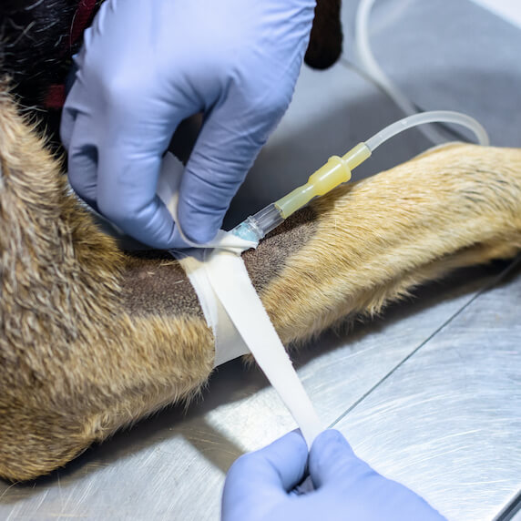 veterinarian in Abbeville la 