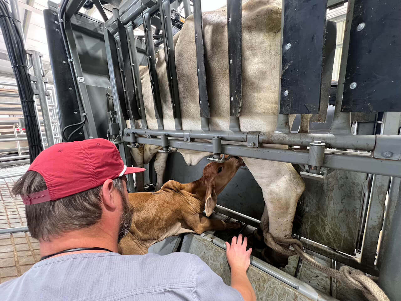 baby cow