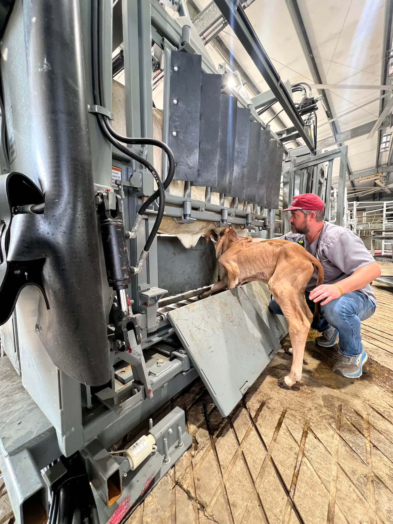 Cow and Dr Paul