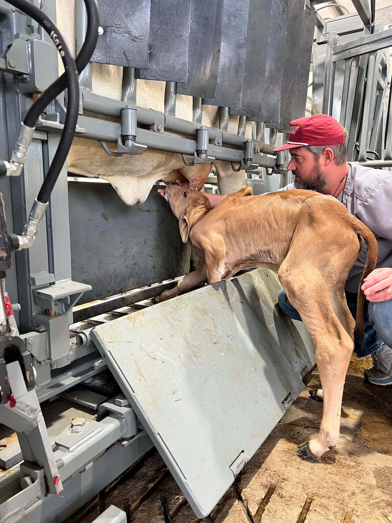 Cow Drinking milk 