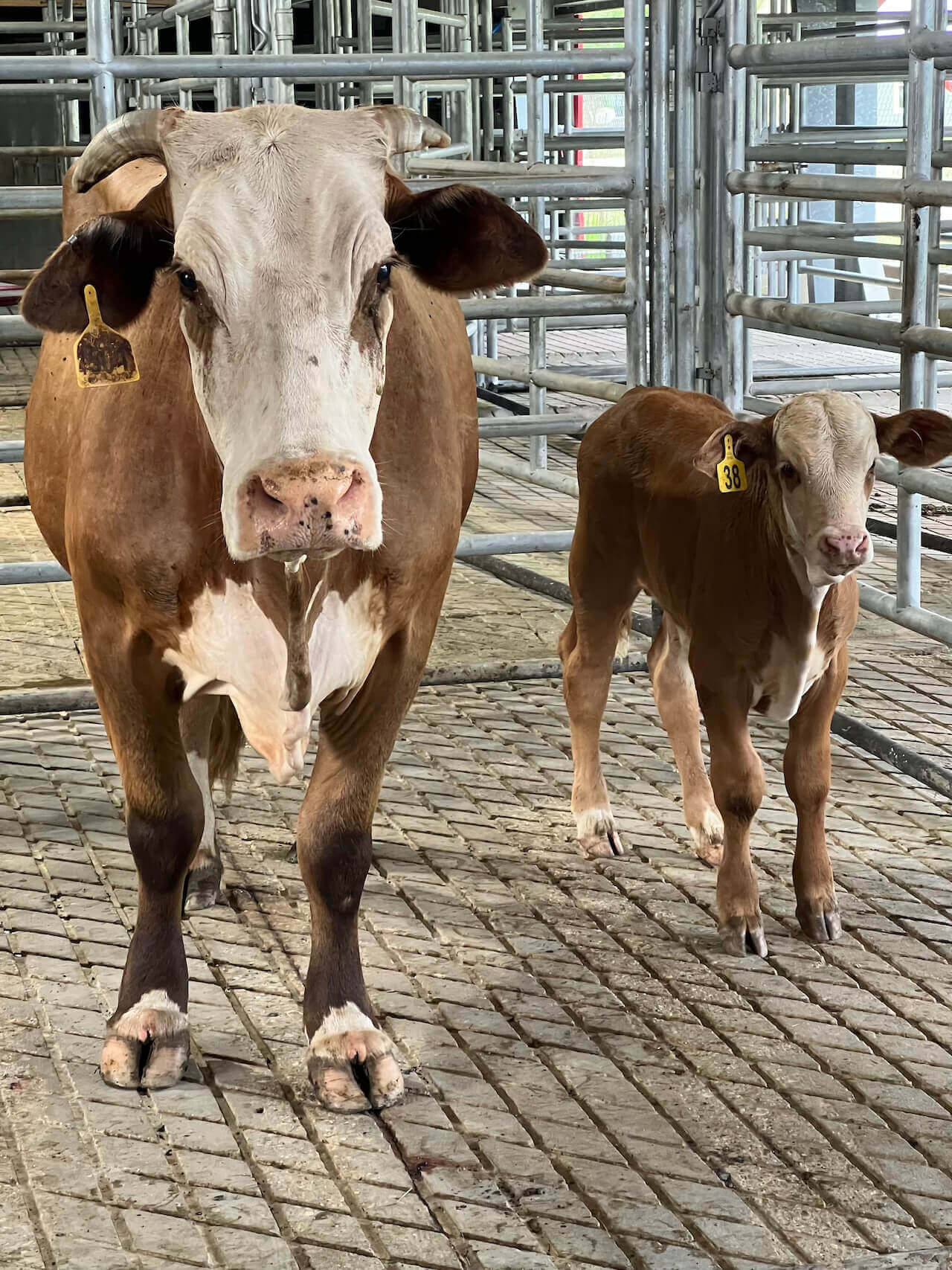 cows