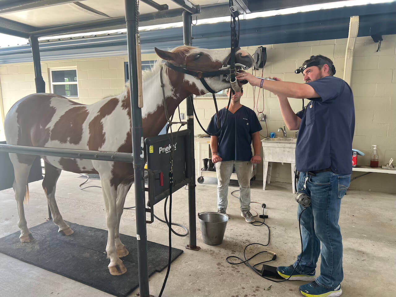 checking horses 