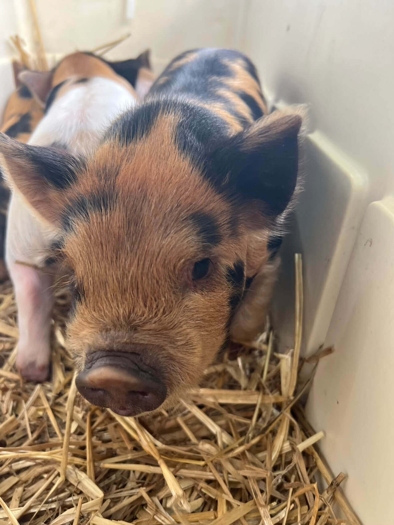 pig