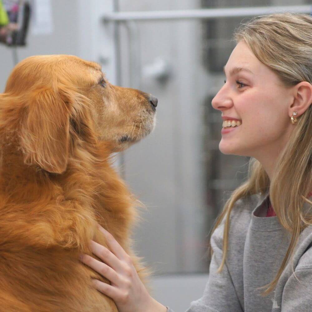 love your pet