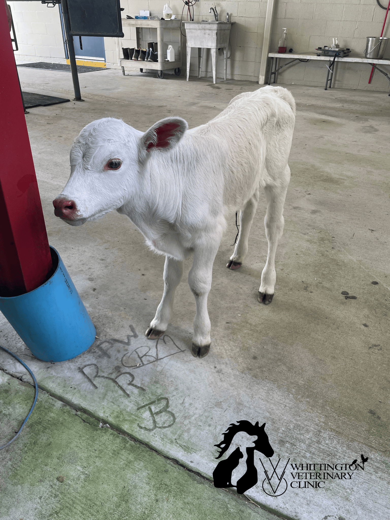 White Calf
