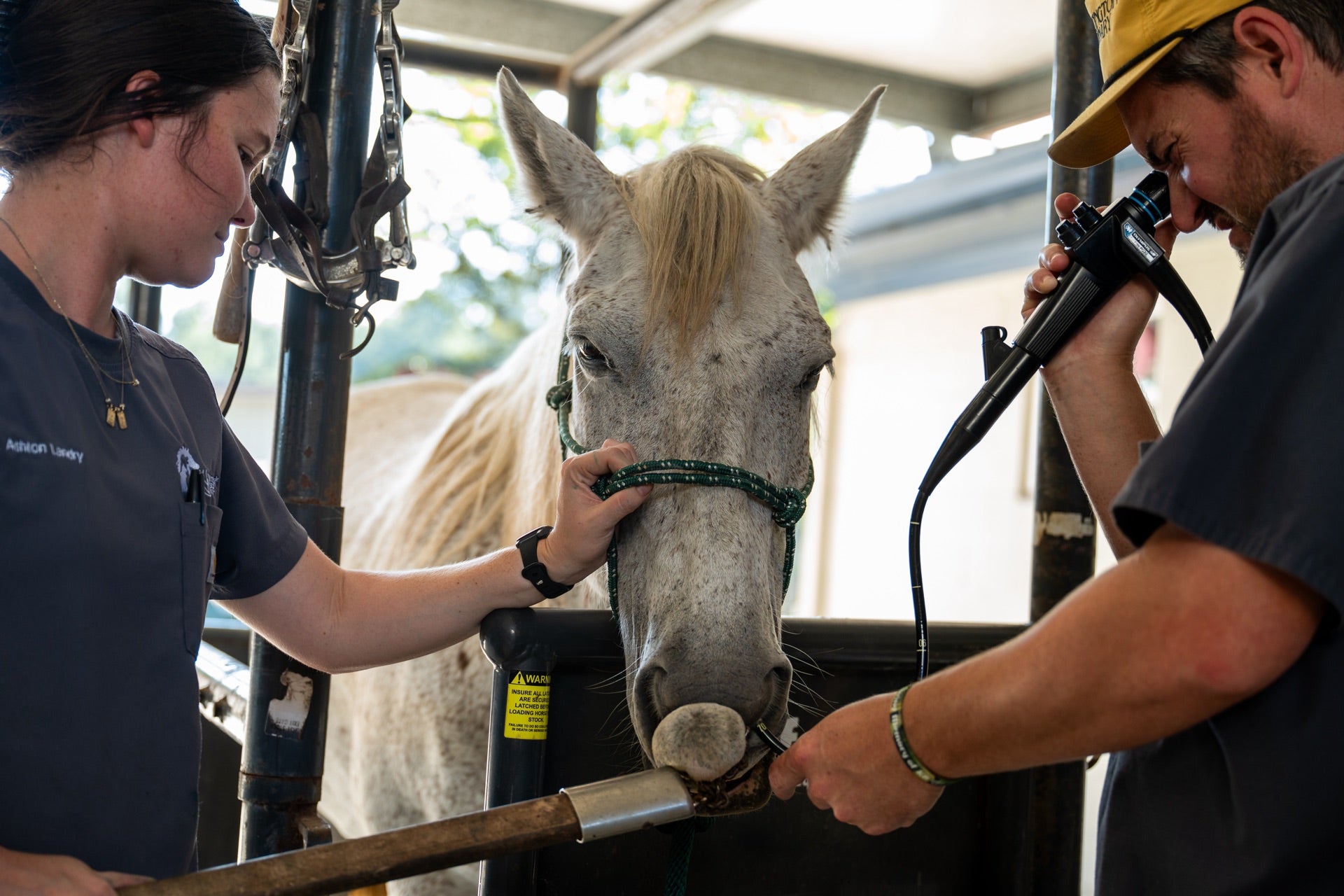 Dr. Ashton, Horse, and Dr. Paul 