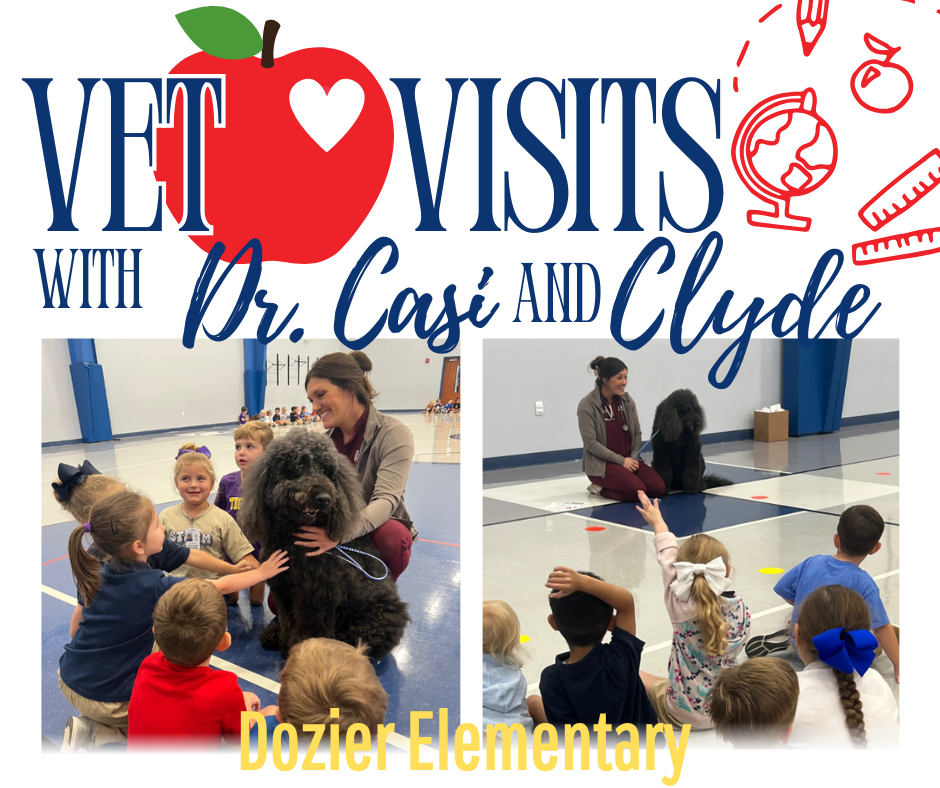 Vet Visit with Dr. Casi 