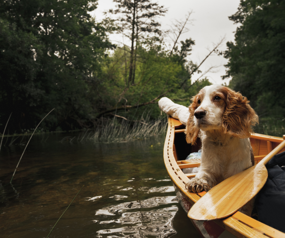 Dog on the lake