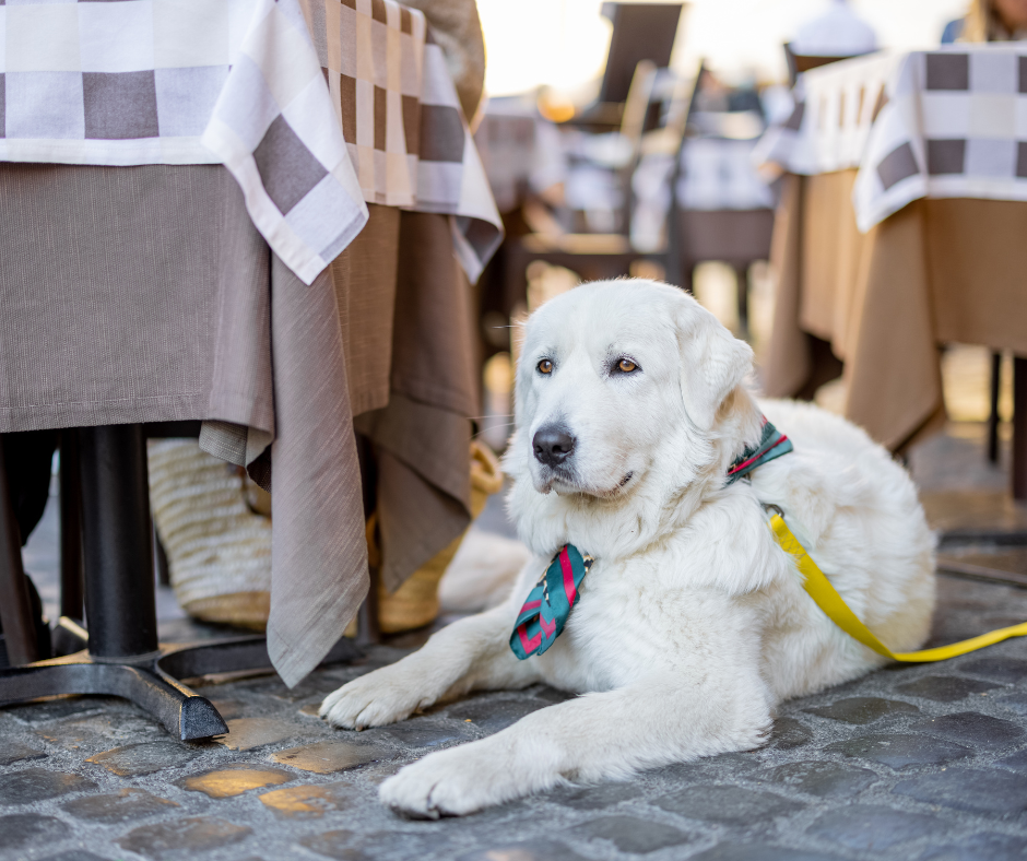 Dog at Restaurant