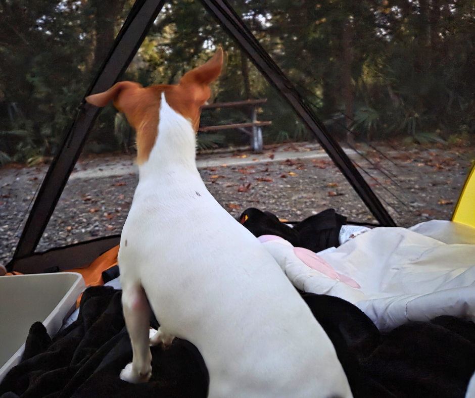 Dog camping