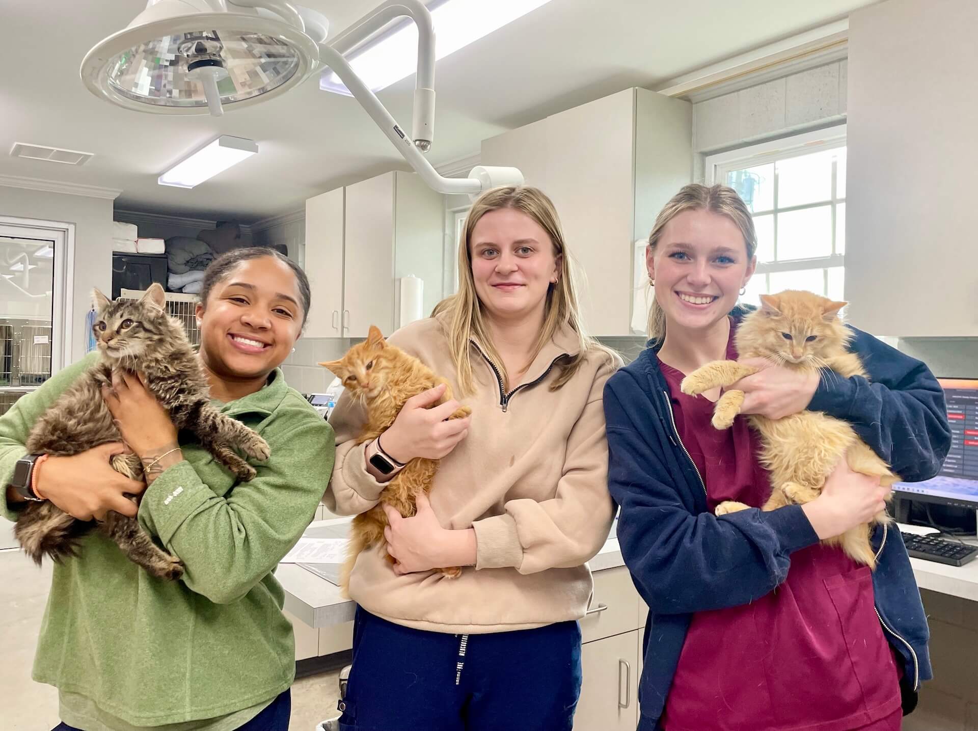Cat Wellness Exam in Abbeville
