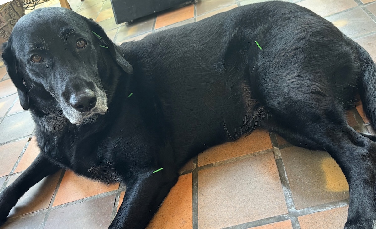 Acupuncture 3