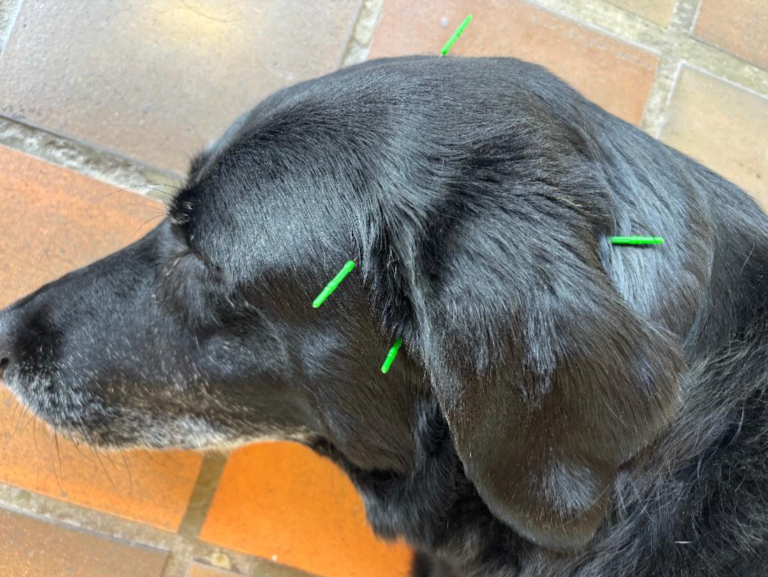 acupuncture 2