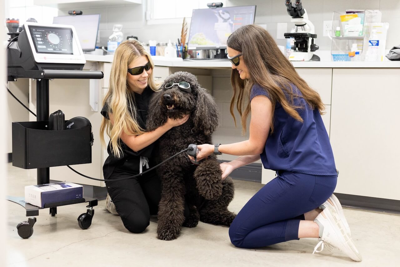 laser therapy for dogs