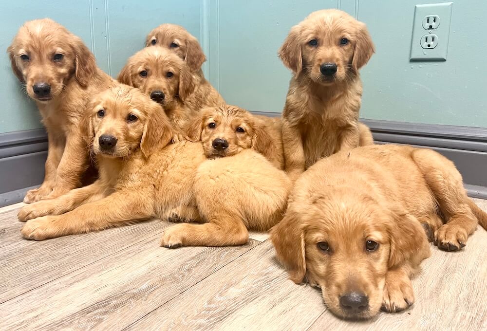 puppy care
