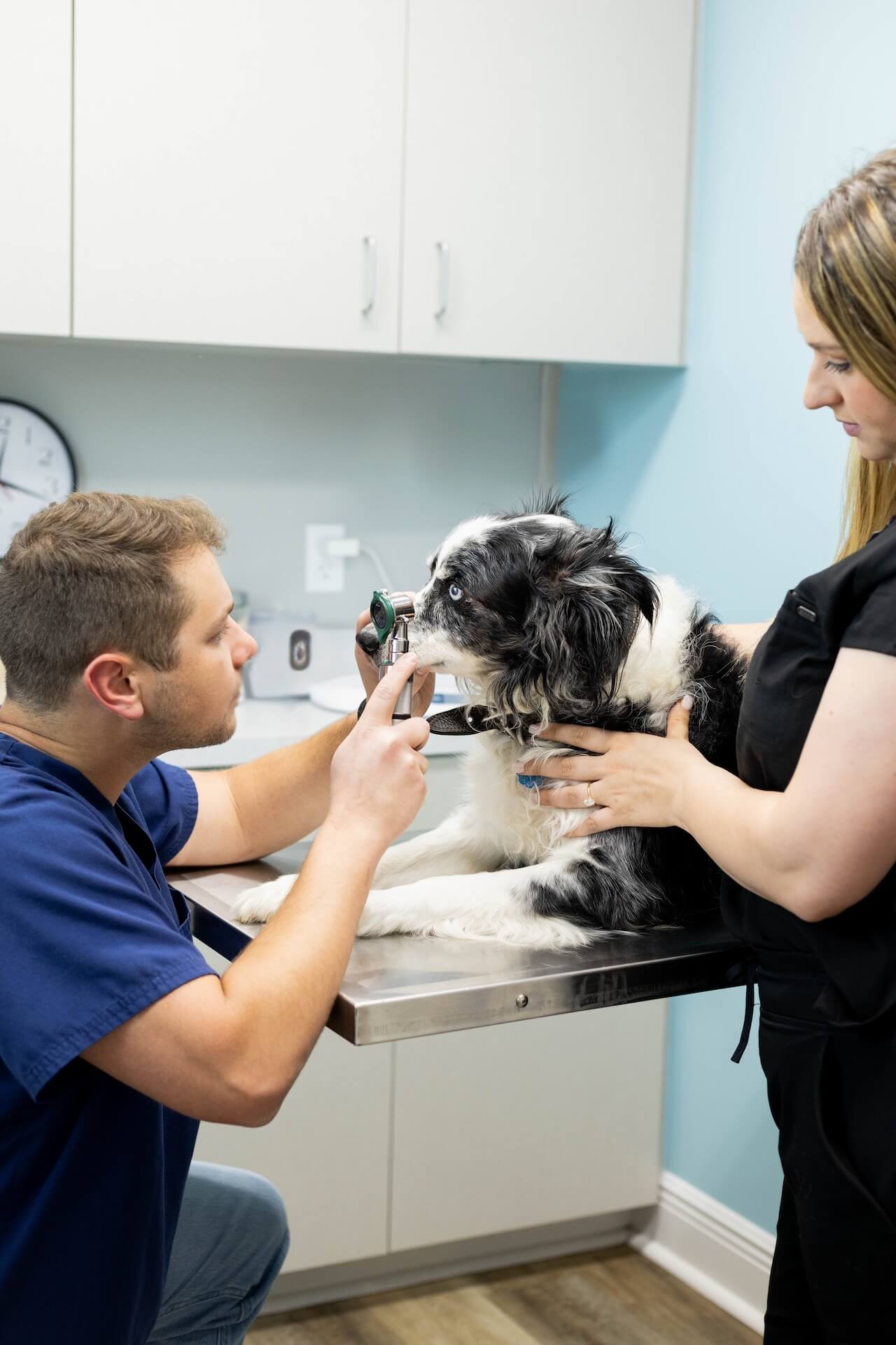 senior dog care