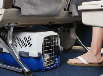 Does Your Pet Need a Plane Ticket? And Other Questions You May Have About Flying with Pets