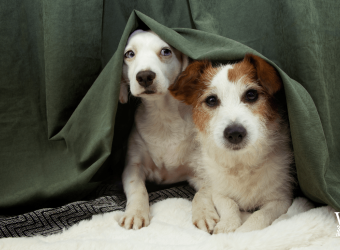 How to Calm a Dog During Thunderstorms: Treating Storm Anxiety in Dogs