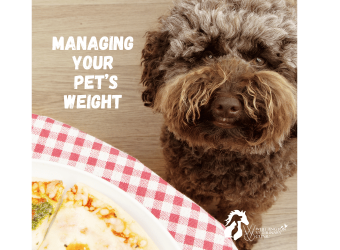 A Pet's Guide to Weight Loss