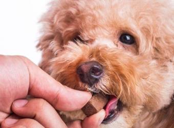 How to Keep Your Dog Heartworm-Free
