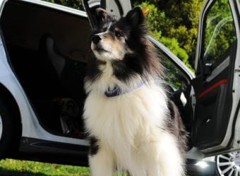 On the Road: Car Travel Tips for Dogs