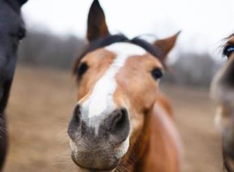 Ever Wonder What Your Horse is Saying? Understanding Equine Body Language